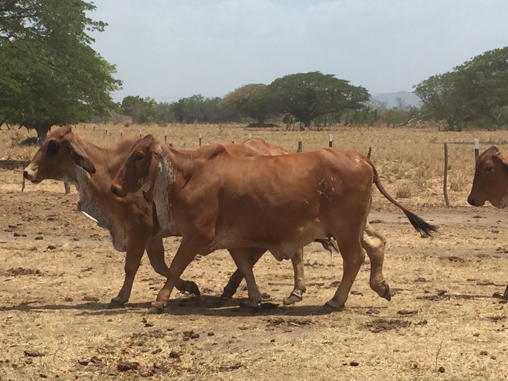 JuanOrlandoH's tweet photo. Trabajamos, junto a Fenag y campesinos, en un programa fuerte para repoblar la ganadería (carne/leche) en #Honduras http://t.co/suC8syYx8C