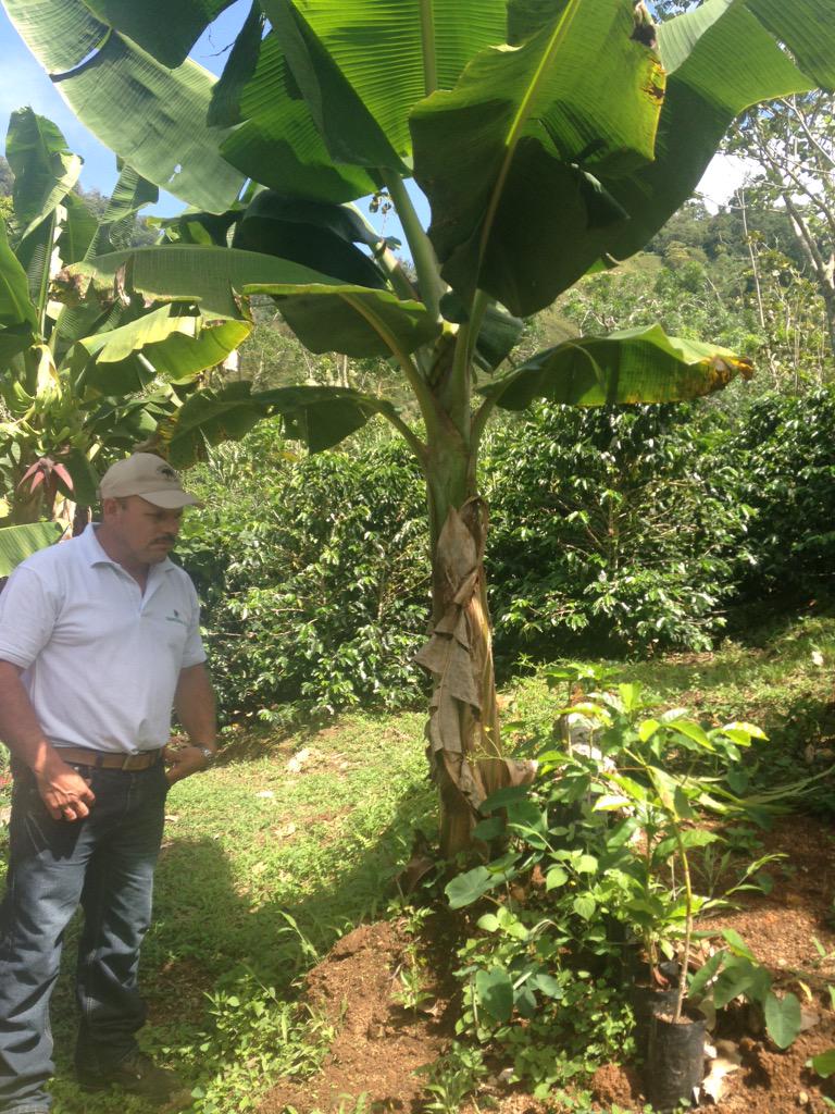 sophiaconstant's tweet photo. Learning about coffee cooperatives &amp; the importance of agriculture 4 rural communities in #CostaRica @cazenoveandloyd http://t.co/DQPo7oDys0