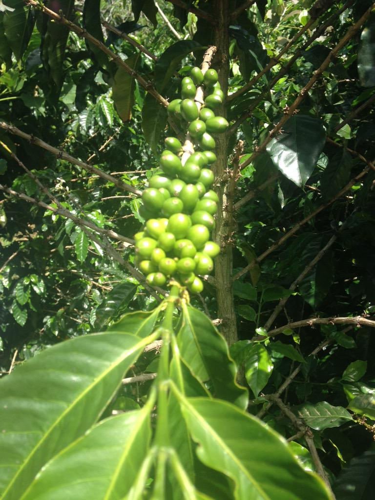 sophiaconstant's tweet photo. Learning about coffee cooperatives &amp; the importance of agriculture 4 rural communities in #CostaRica @cazenoveandloyd http://t.co/DQPo7oDys0