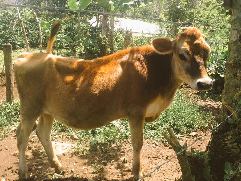 sophiaconstant's tweet photo. Learning about coffee cooperatives &amp; the importance of agriculture 4 rural communities in #CostaRica @cazenoveandloyd http://t.co/DQPo7oDys0