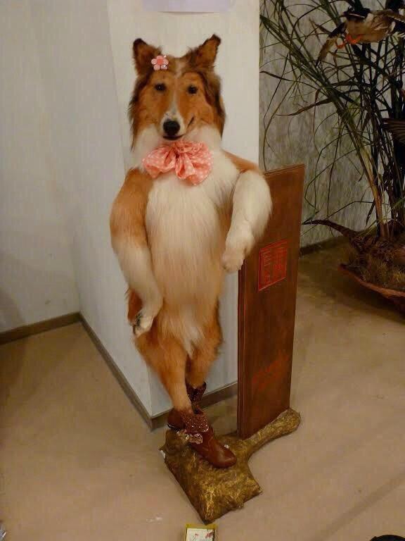 CrapTaxidermy's tweet photo. "Whats that Lassie? Little Timmy fell down the old wishing well and you're too fabulous to care?!" http://t.co/Iy3GHg7gQU