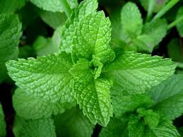 NatureWonders's tweet photo. For a stomach ache or digestive pain add Peppermint Essential oil to a carrier oil (I like coconut oil) and massage http://t.co/ye2qKECocV
