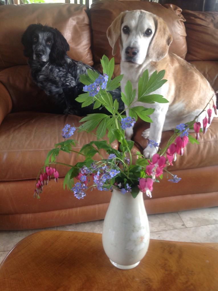 Forget-Me-Nots &amp; Bleeding Hearts &amp; 🙏🙏🙏 for my bootiful Bean <a href="/BeagleMum78/">Oggy 🐞 Oscar 🐞</a> #ScenesForBean #100HappyDaysOfBean