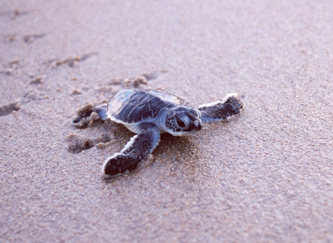 PalmBeachesFL's tweet image. Experience #TurtleNesting in The #PalmBeachesFL: ow.ly/MIBLw
