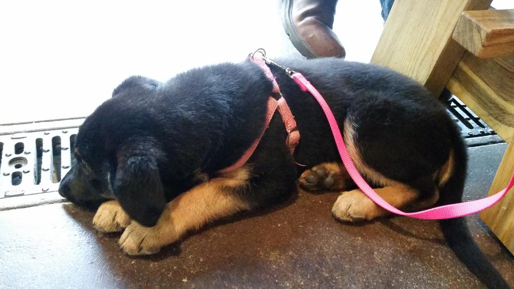 ZweiBrewing's tweet photo. Being cute is ruff #dogsofzwei #ZBrew http://t.co/rEIbsy2Cn2