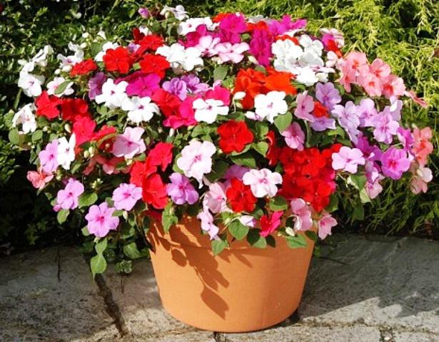 Busy Lizzys are Back! Having been unavailable for 3 years they're back at the Our Lady's Plant Sale next Sat 16 May