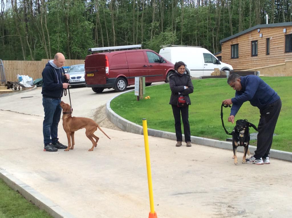 HappyDogEnfield's tweet photo. All happening this morning pet obedience, scent classes, Flyball and a 121 hope you all had fun http://t.co/XkCLTPPAB6