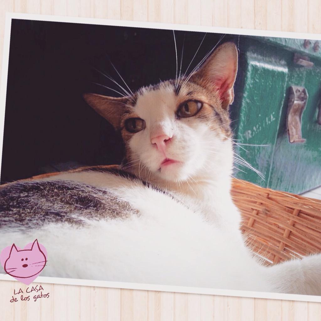 gatosgye's tweet photo. #Kike en #adopcionresponsable  @MoskitaElectro @mariadiu  @RescateAnimalEC @TEAFundacion @biancasalame favoRT http://t.co/ZRXMG2SfEP