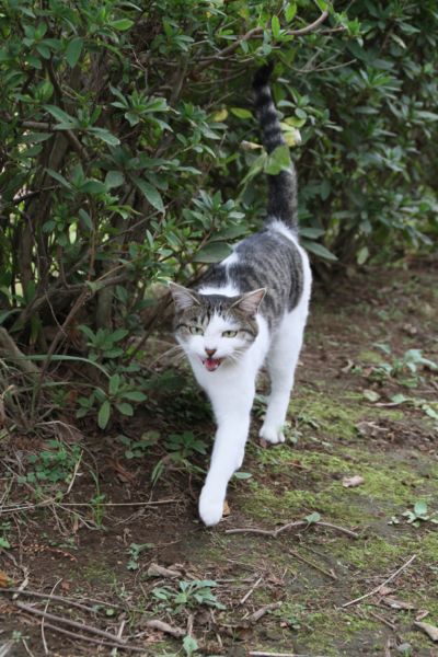 catlover tweet media