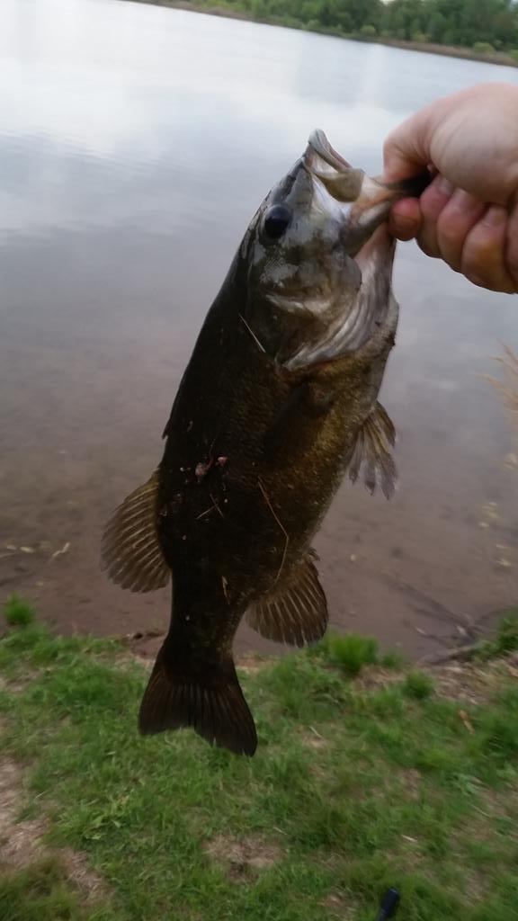 KeystoneSlings's tweet image. 