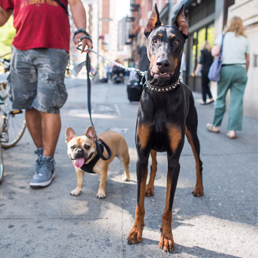The Dogist Twitter: "Enzo &amp; Rambo, French Bulldog &amp; Doberman Pinscher y/os), 14th 8th Ave, New York, NY http://t.co/Y0wdgsVzmR" / Twitter