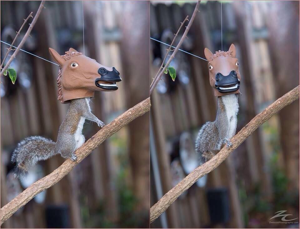 QuiltingMuriel's tweet photo. Best squirrel feeder ever! LOL! http://t.co/3kGfKJwpFC