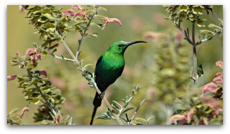 Splendid Wallpaper tweet media