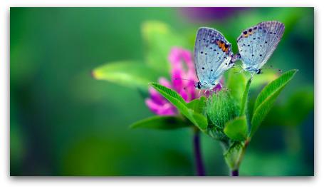 Splendid Wallpaper tweet media