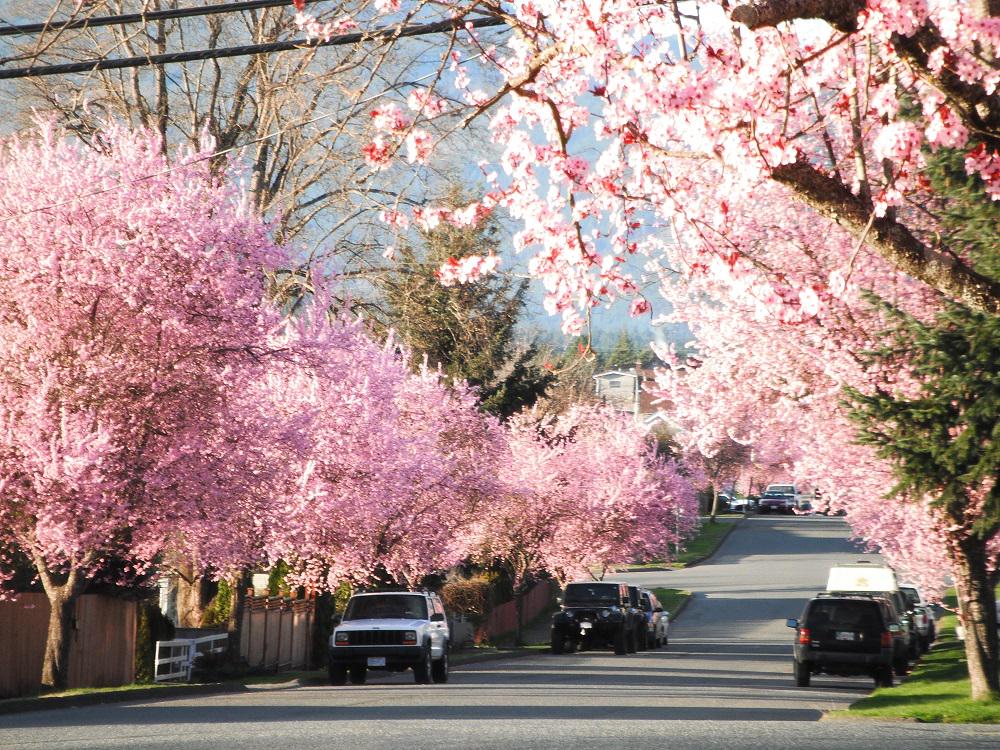 PortAlberniBC's tweet photo. @DaveTeam You're welcome to use this pic in your listing for 8th and Burde in Port Alberni (-: Stephanie http://t.co/PrIvtLm7r9