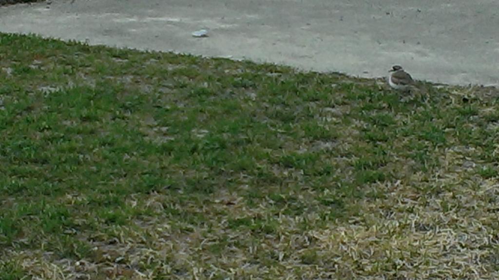 NET205CindyL's tweet image. First time spotting #killdeer #net205 !!!! 6 of them in total !!!!