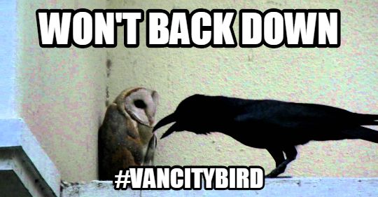heyitsbarnowl's tweet photo. Can you say the same for the other #VanCityBird candidates? http://t.co/xYhhLBoJNR http://t.co/yvGXWKsMJ5