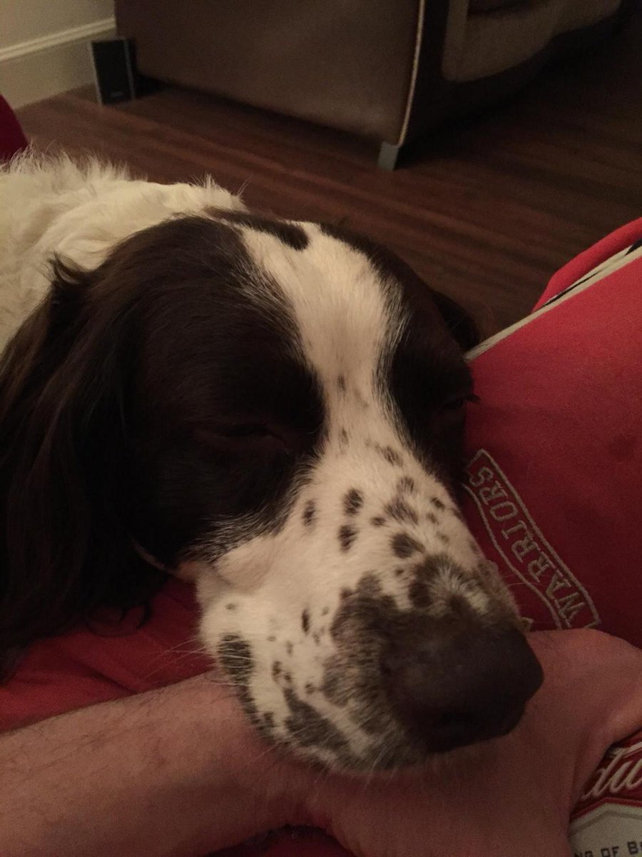 drewhenry147's tweet photo. My springer Poppy on my Lapp having a sleep http://t.co/8dQeW6It95