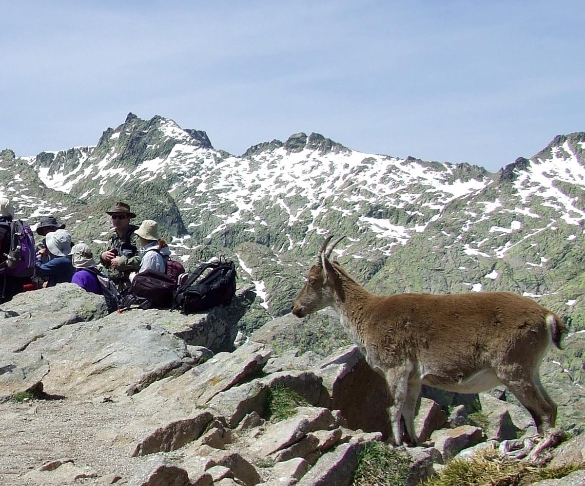 EPSAvila's tweet photo. La Cabra de la @sgeologica tira la monte. #Avila #Gredos
Ayudanos a ganar el #Geolodia15 España
RT ahora. Gracias. http://t.co/dwdIBf5wkE