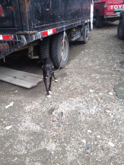 d_huellas's tweet photo. PERRO ENCADENADO EN PTO.HONDO: Necesitamos ayuda legal para reportar este caso. @TEAFundacion @RescateAnimalG http://t.co/SVWYDMkU7r
