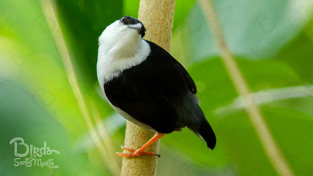 avesdesantamart's tweet photo. #ManacusManacus / White-bearded #manakin / Saltarín barbiblanco #BirdsOfSantaMarta #ColombiaPaisdeAves http://t.co/sZA1i442eE
