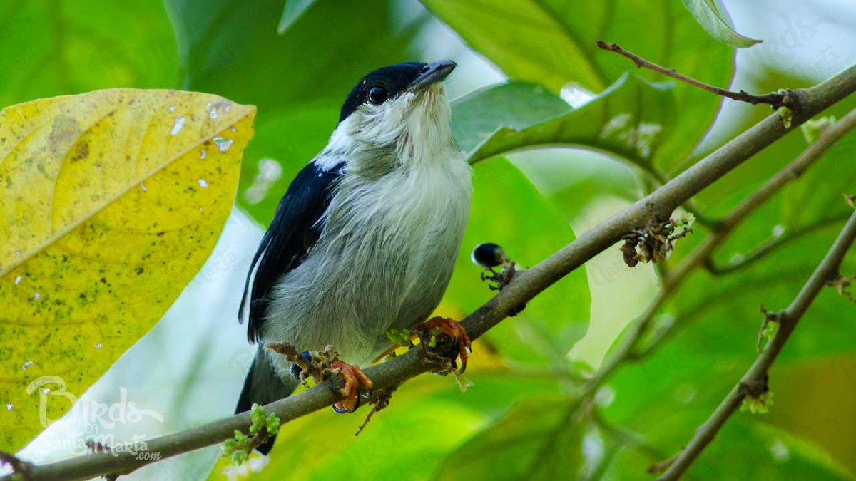 avesdesantamart's tweet photo. #ManacusManacus / White-bearded #manakin / Saltarín barbiblanco #BirdsOfSantaMarta #ColombiaPaisdeAves http://t.co/sZA1i442eE
