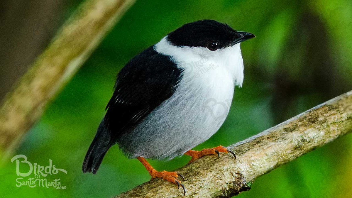 avesdesantamart's tweet photo. #ManacusManacus / White-bearded #manakin / Saltarín barbiblanco #BirdsOfSantaMarta #ColombiaPaisdeAves http://t.co/sZA1i442eE