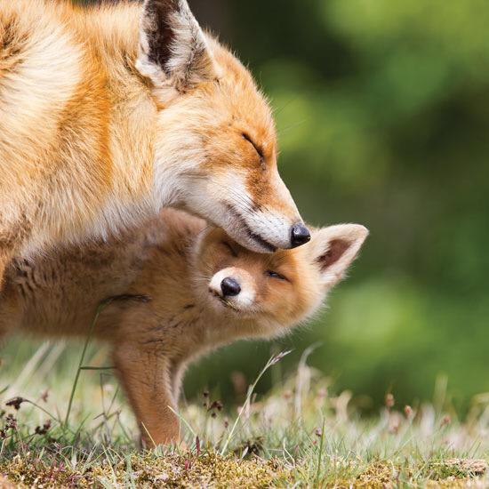 Saveourfoxes's tweet photo. Thank you @rickygervais for your support to save the foxes! ❤️🐺❤️ #savethefox http://t.co/jeiOC6zKfA