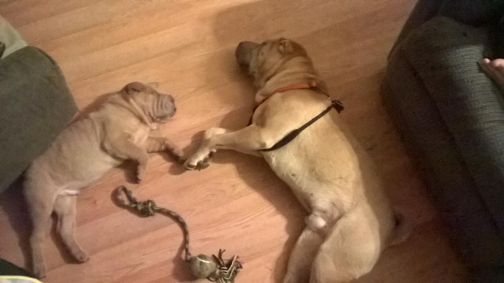 Uncle_Choochy92's tweet image. #DoubleTrouble #Shars