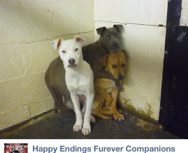 giselle1900's tweet photo. URGENT! PLZ SAVE THESE TERRIFIED BABIES https://t.co/4lViikMWPN #RoaringSpring #PA @shellieRNCEN @saveallanimals2 http://t.co/AkmMAnZfvB