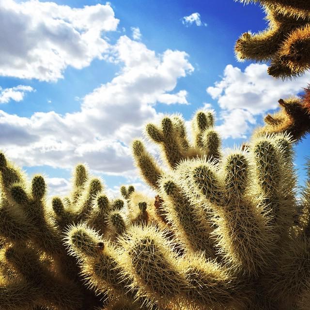 NatlParksPhotos's tweet photo. A beautiful day in the desert! 😄🌵 #beautiful #california #fun #life #nature #joshutree #joshuatreenationalpark #nat… http://t.co/QphM056QEL