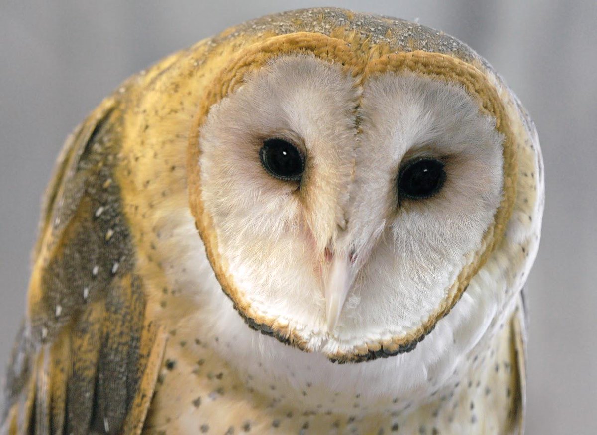 heyitsbarnowl's tweet photo. Earlier this week I spilled the beans about being a barn owl and running for #VanCityBird:
http://t.co/vT8fThJyaA http://t.co/AmMrZAXyrV