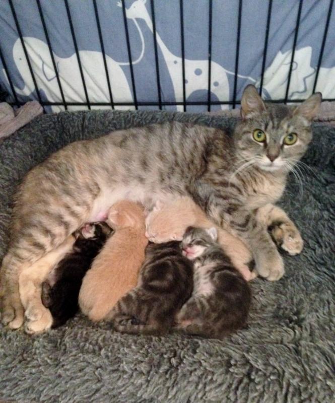 Quattrothecat's tweet photo. Happy mother's day! 💟 http://t.co/TDVF5ZLABO