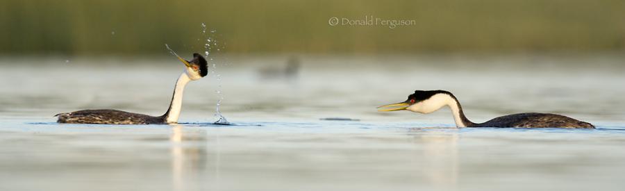 WesternGrebe's tweet photo. Whatever happens, I'm proud of our run, #TeamGrebe - you were classy &amp; elegant to the end! #VanCityBird http://t.co/7Hp4cpj5x9