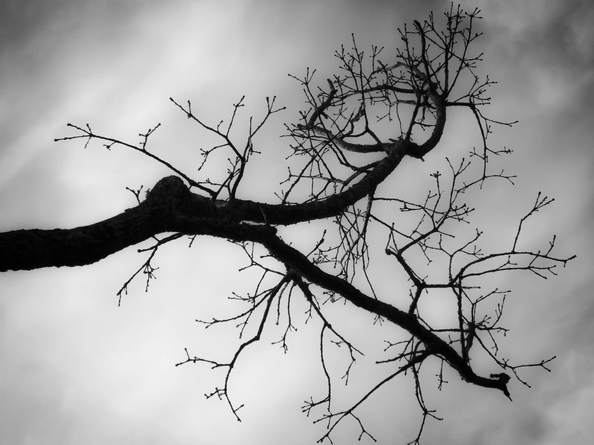 SeanPartin's tweet image. B&amp;amp;W Limb.