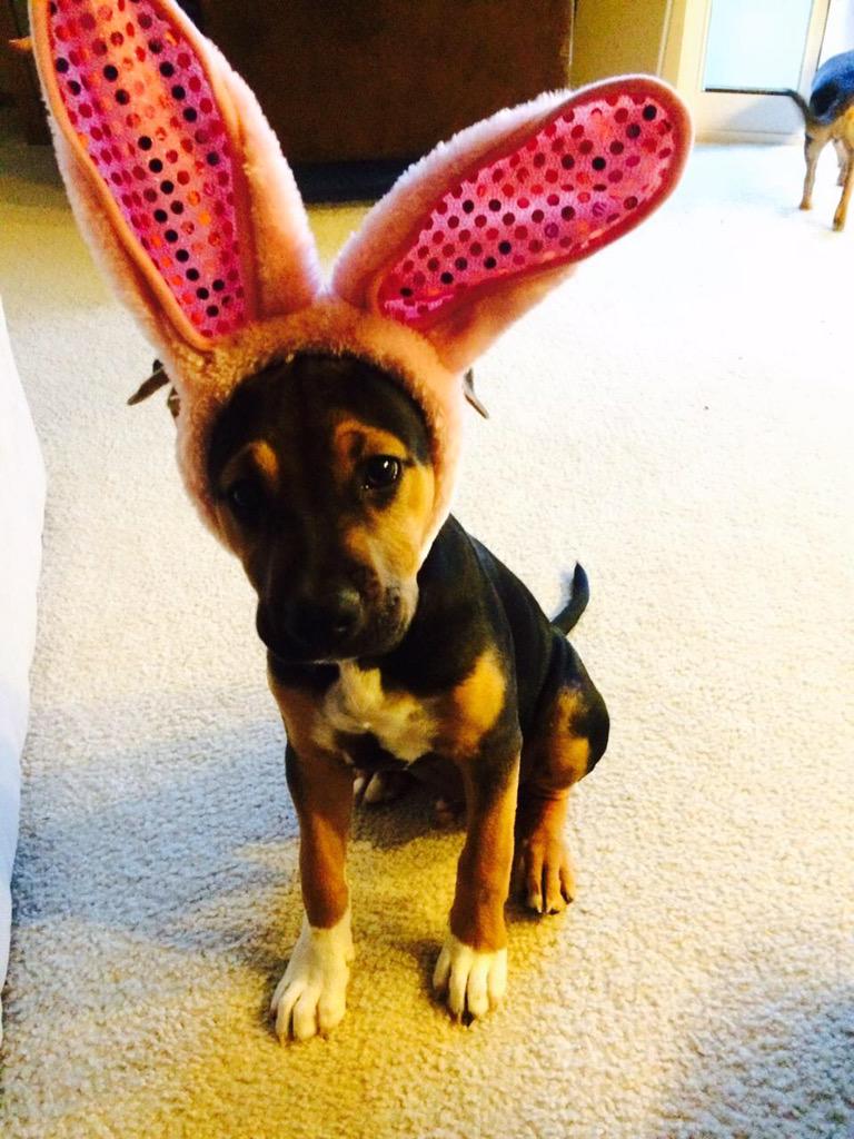 DieselSchaefer's tweet image. My mom found the Easter ears today 😑😎 I still look good