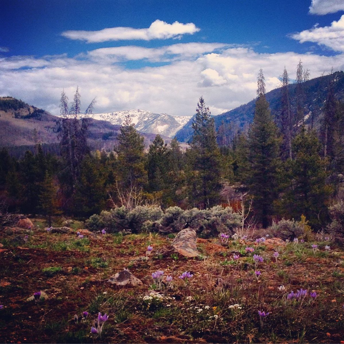 RanchWeb's tweet photo. Springtime gorgeousness everywhere at @VistaVerdeRanch! #ranchlife #ranchweb http://t.co/BjiKJxWq8u