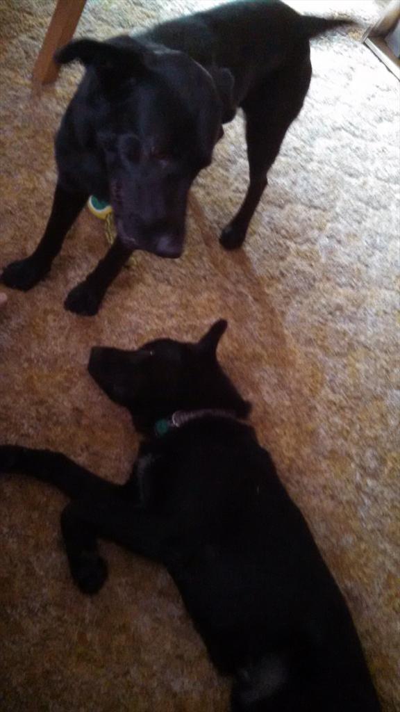 ReRobdog tweet picture