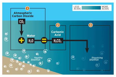 savetheoceans33's tweet photo. This is what's happening to our oceans, reducing your #carbonfootprint can reduce #OceanAcidification #thbio http://t.co/TrjRKon9m1