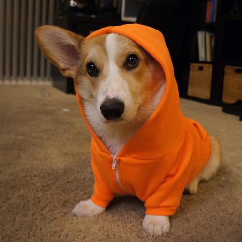 DapperAnimais's tweet image. 