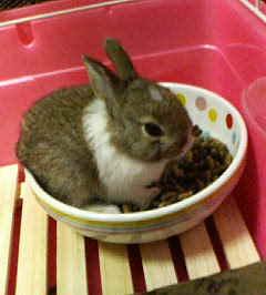 うさぎのかわいい画像 Usasanpic Twitter