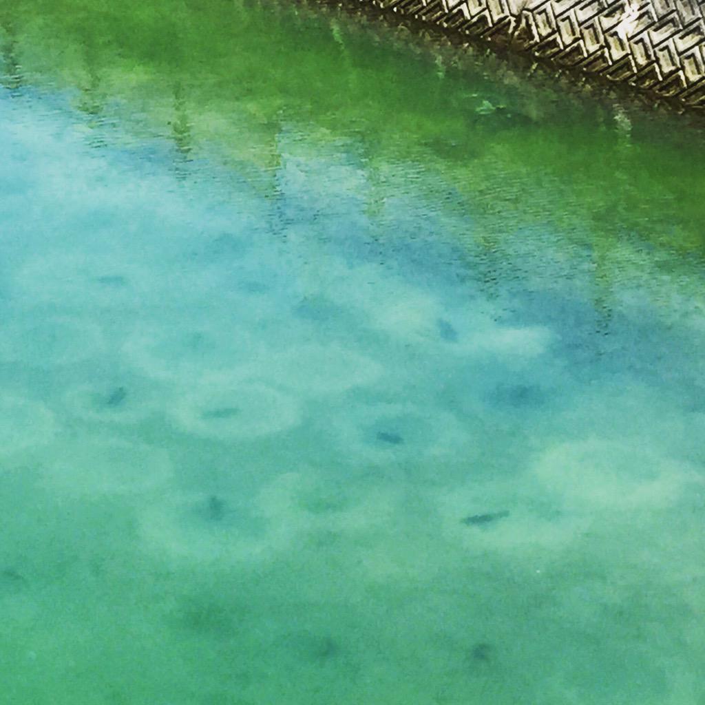 Kaz Uenaga ナイルティラピアの縄張り図 円形の巣の中にメスを待つオスが1匹ずつ 競争率高 笑 Http T Co Bpeeeqqchr