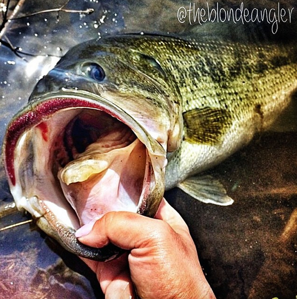 filthyanglers's tweet photo. CT has done it again with a filthy catch by one of our lady team members. #filthyfemale #certifiedfilthy http://t.co/7UBi7xRjz0