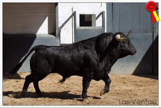 LasVentas's tweet photo. #SanIsidro2015 3ª de feria -> 4º, 5º y 6º de Valdefresno http://t.co/YyEiY1Ty2Z