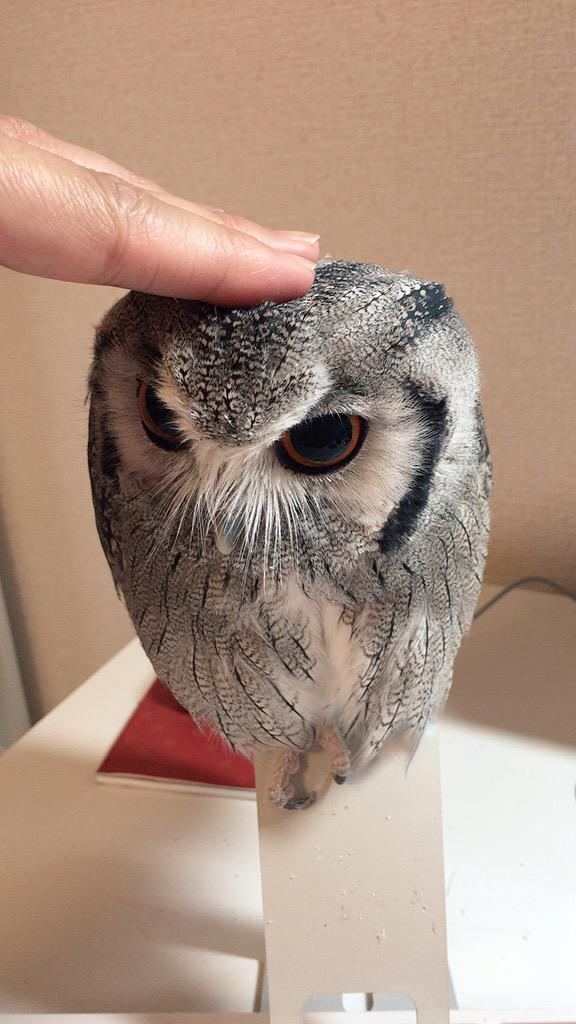 o-ji (@noantica) on Twitter photo 