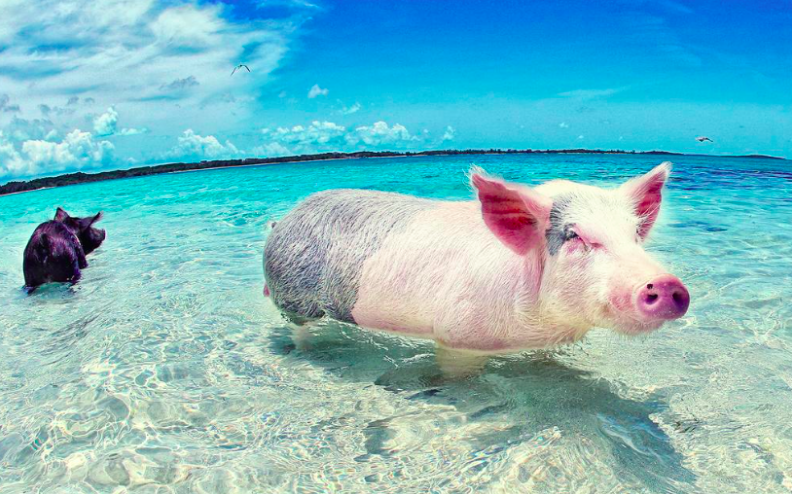LuxTravelDiary's tweet photo. On my #BucketList. Swimming with supercute pigs in the #Bahamas. Bid on ur next vacation here:http://t.co/TjC0dJwc4k http://t.co/knVzE9la0N