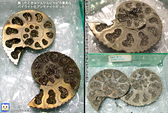 化石 標本 アンモナイト パイライト ３５mm www.ecou.jp