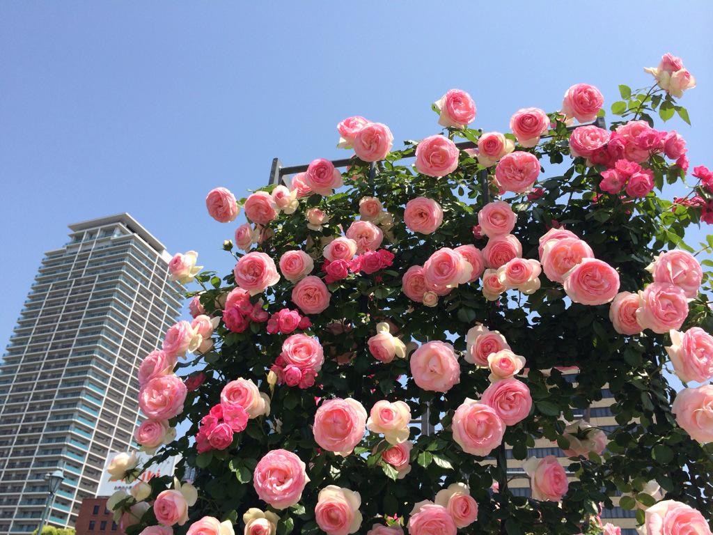 assam_h's tweet image. 中之島はバラの香りでいっぱいでした♪