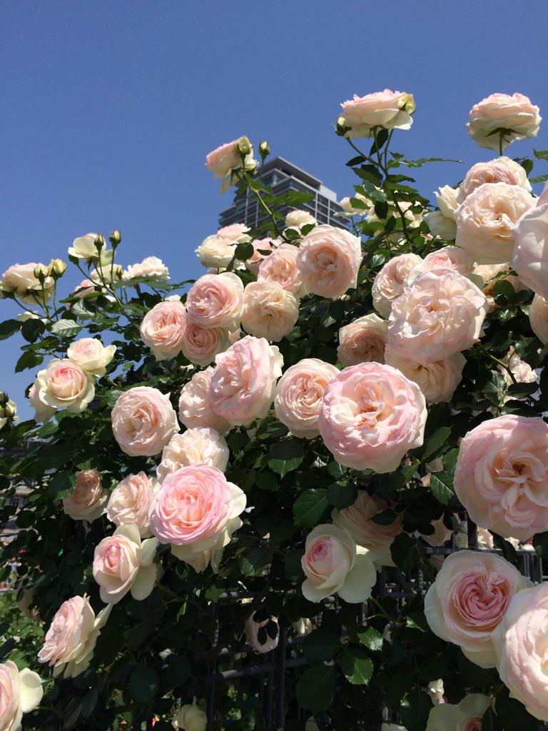 assam_h's tweet image. 中之島はバラの香りでいっぱいでした♪