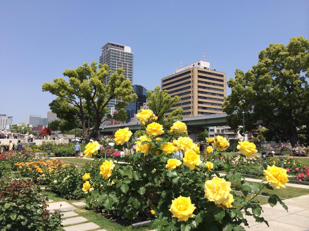 assam_h's tweet image. 中之島はバラの香りでいっぱいでした♪